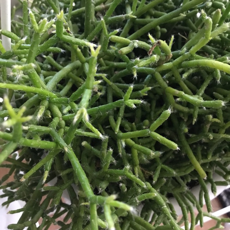 Plant image Rhipsalis Teres f. Capilliformis