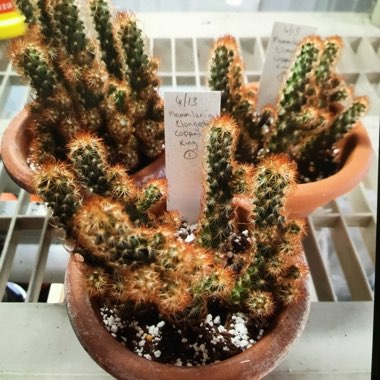 Mammillaria elongata 'Copper King'