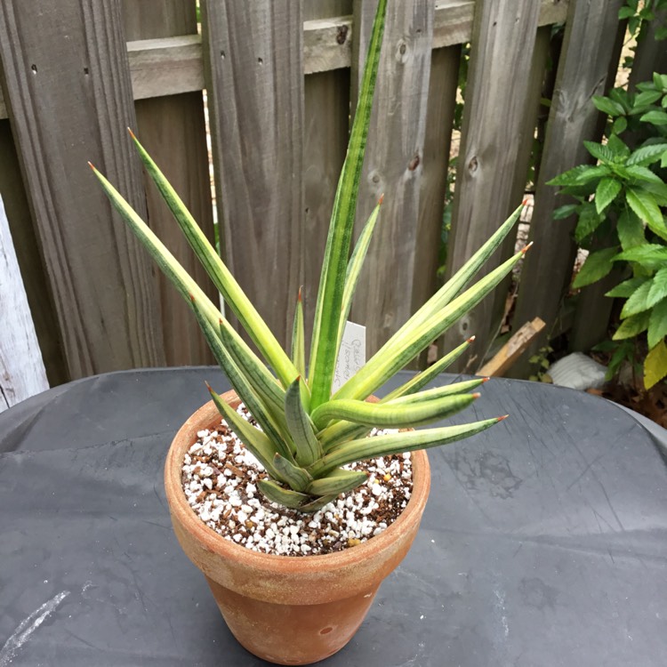 Plant image Sansevieria francisii variegated