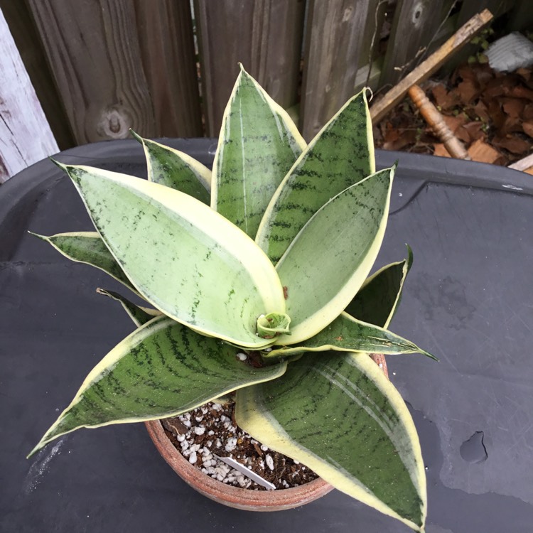 Plant image Sansevieria Hahnii Silver