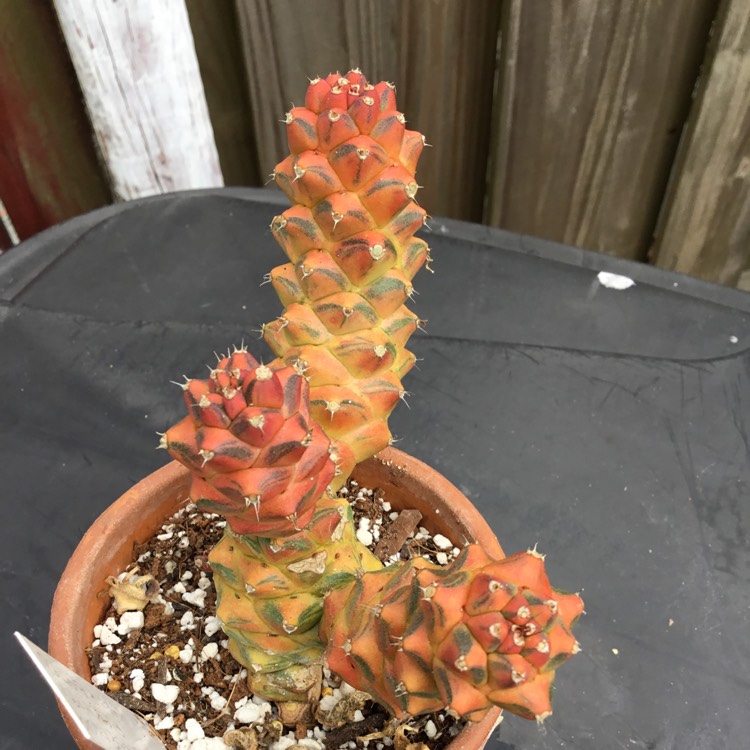 Plant image Euphorbia ritchiei syn. Monadenium ritchiei Variegata