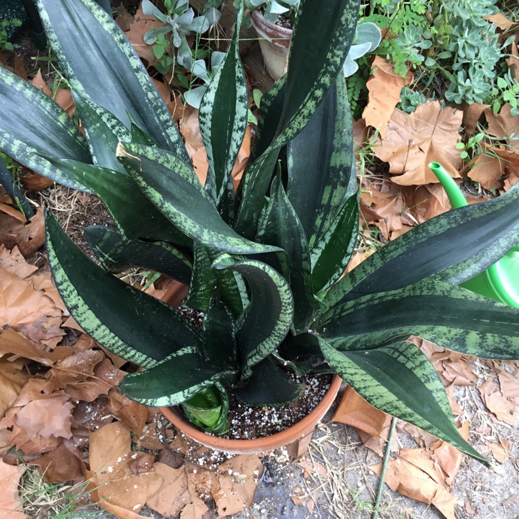 Plant image Sansevieria trifasciata 'Whitney'