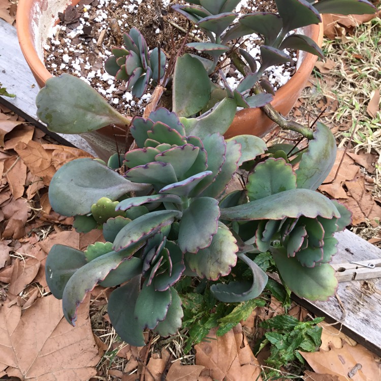 Plant image Kalanchoe Fentschenkoi Variegata  'Aurora Borealis'