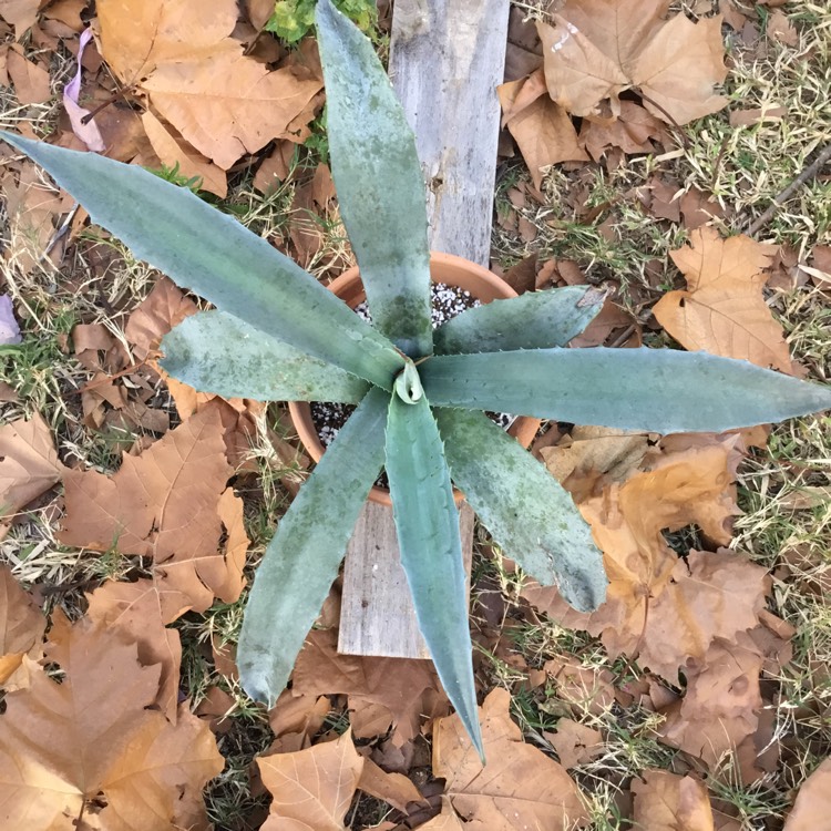 Plant image Agave tequilana