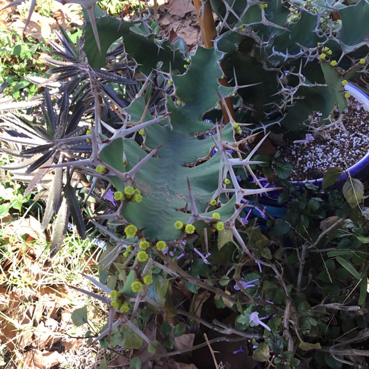 Plant image Euphorbia grandicornis