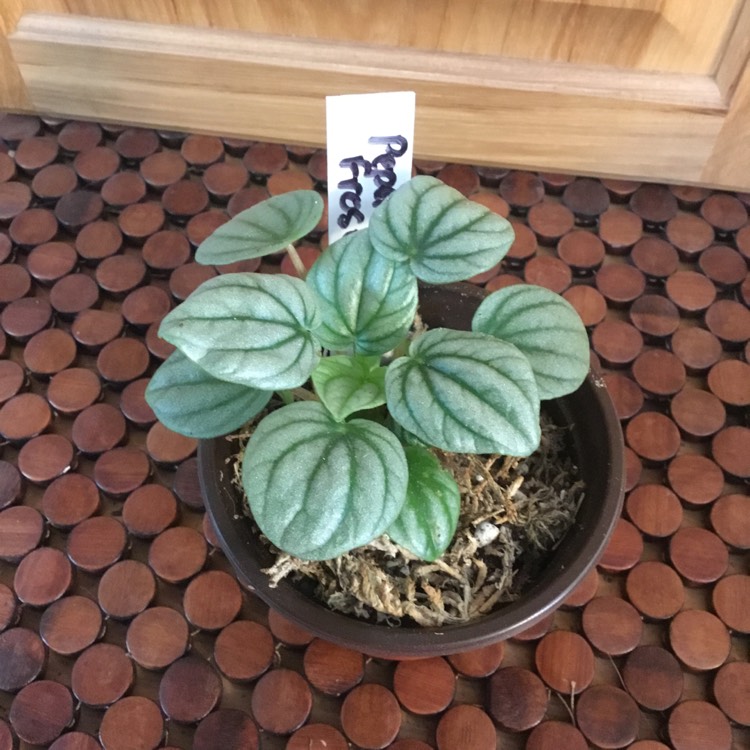 Plant image Peperomia 'Frost'