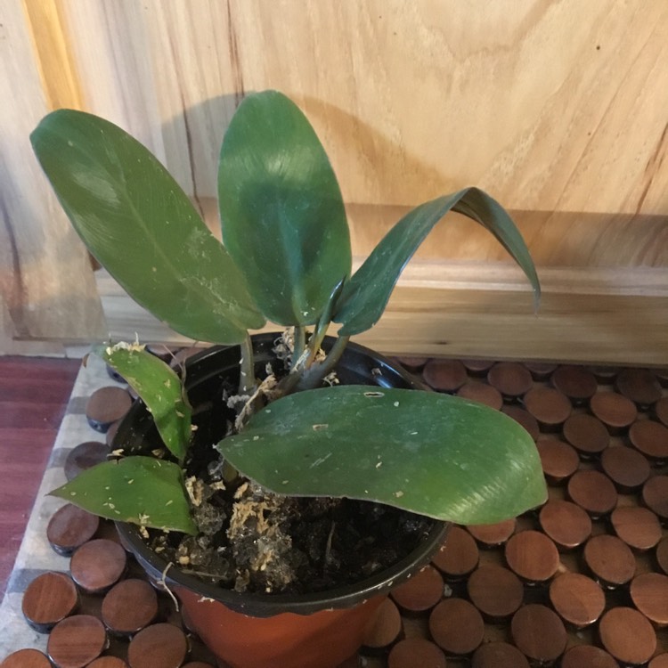 Plant image Philodendron 'Black Cardinal' syn. Philodendron erubescens 'Black Cardinal'