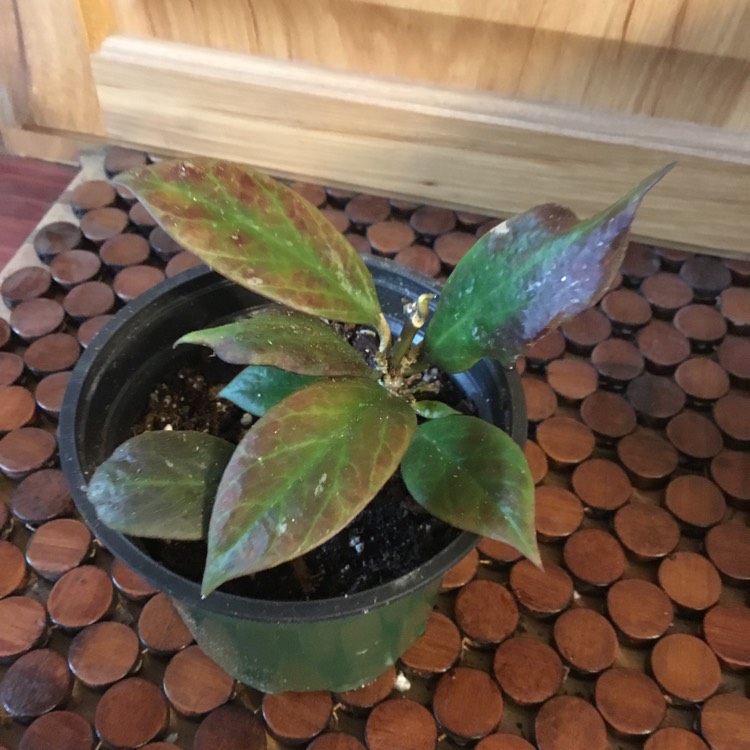 Plant image Hoya 'Rebecca'