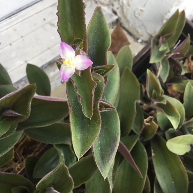 Plant image Tradescantia cerinthoides syn. Tradescantia blossfeldiana, Tradescantia 'Red Hill'