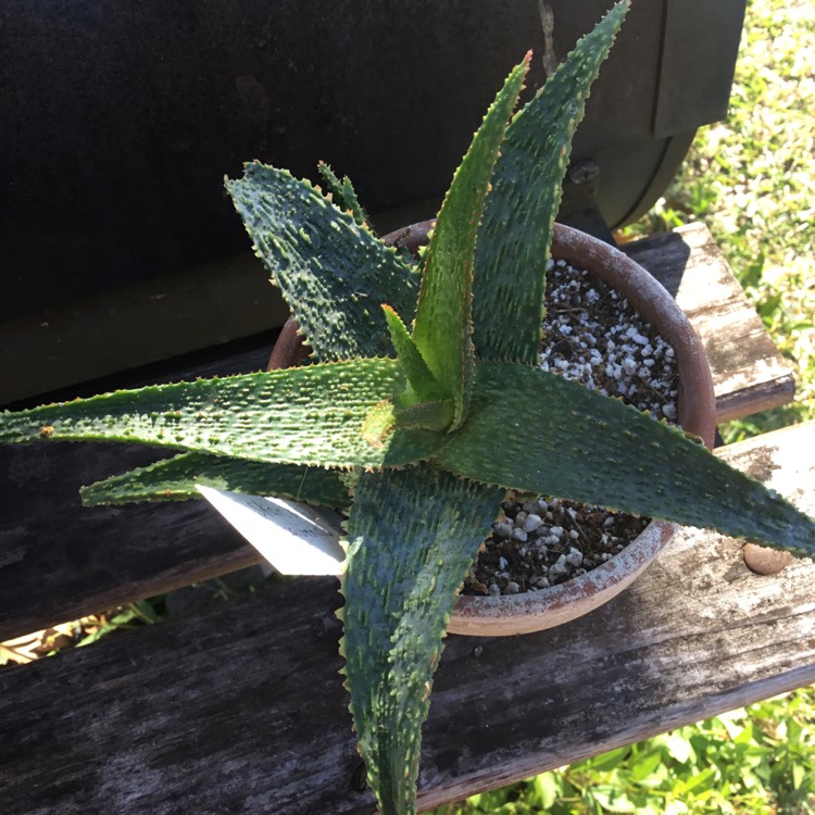 Plant image Aloe 'Lavender Star II'