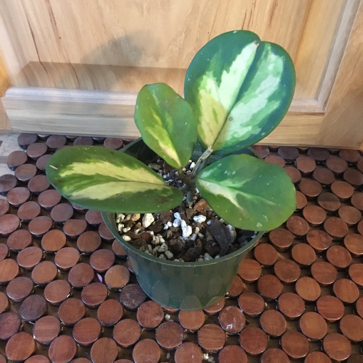 Plant image Hoya Obovata Variegata 