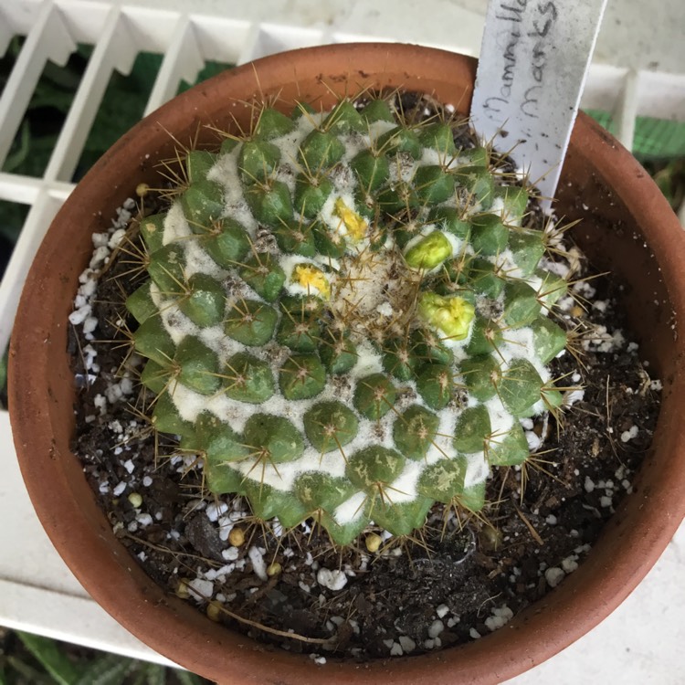 Plant image Mammillaria Marksiana