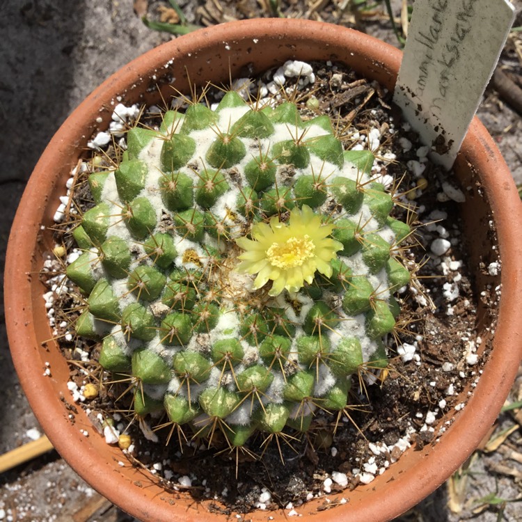 Plant image Mammillaria Marksiana