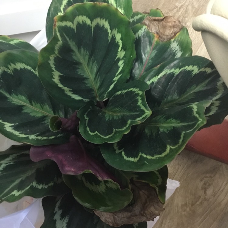 Plant image Calathea veitchiana