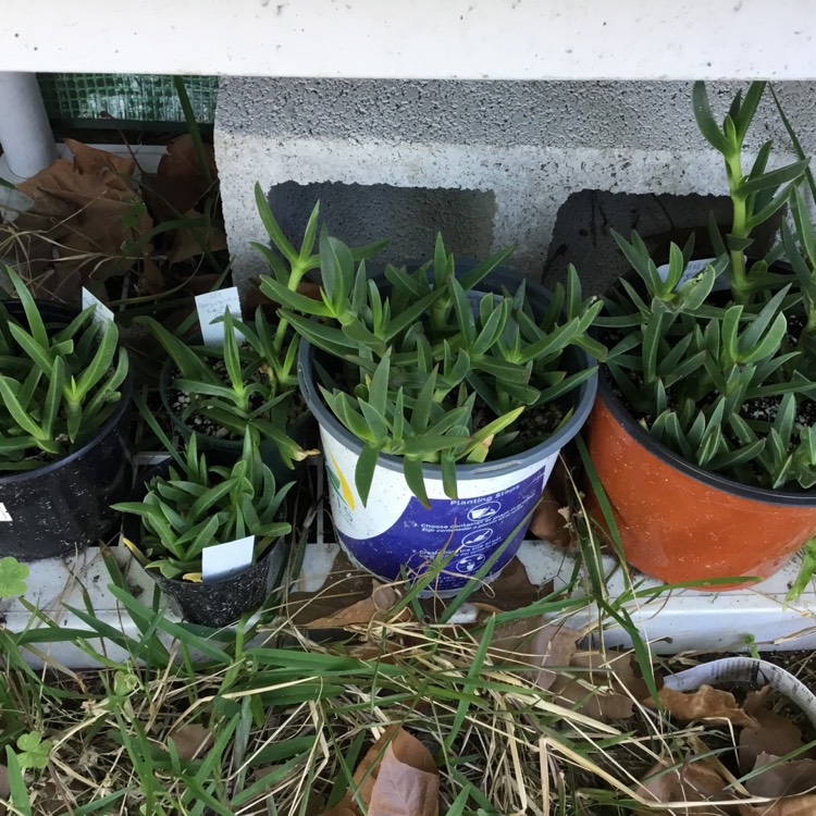 Plant image Carpobrotus edulis