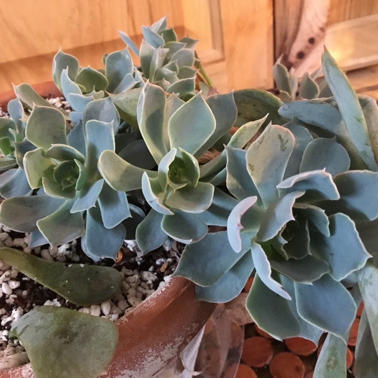 Plant image Echeveria Blue Heron