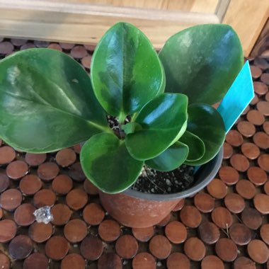 Peperomia obtusifolia 'Lemon Lime'