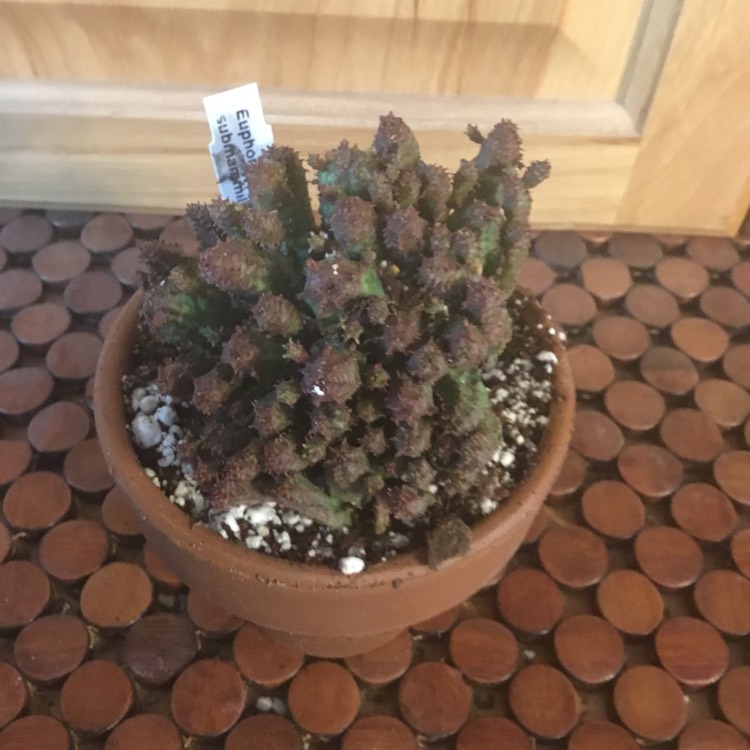 Plant image Euphorbia submammillaris var. pfersdorfii