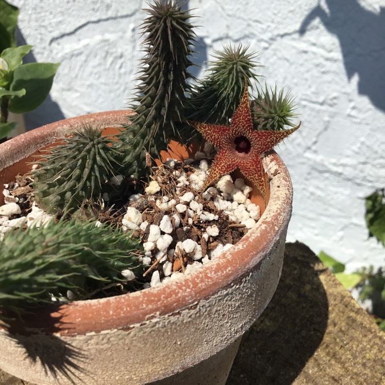 Plant image Huernia pillansii