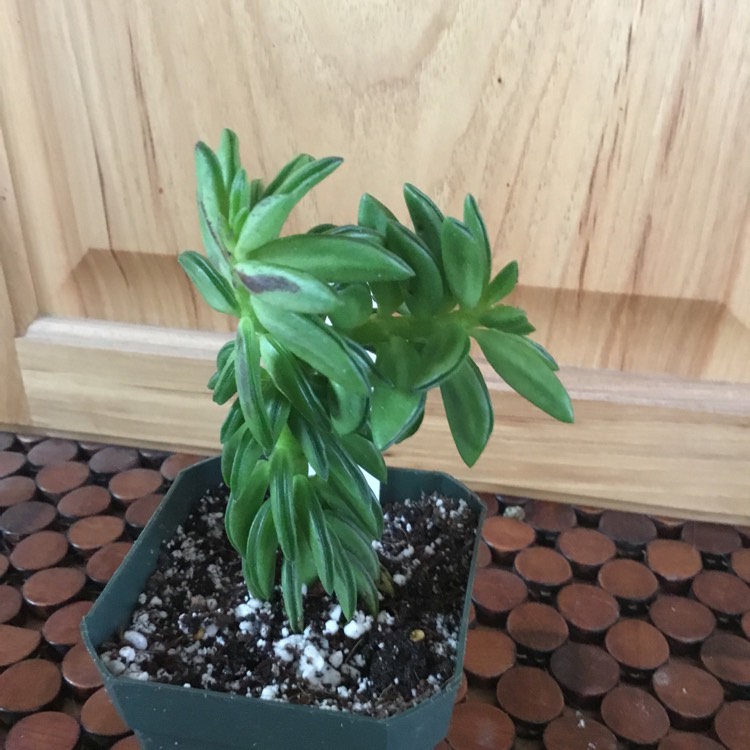 Plant image Peperomia nivalis