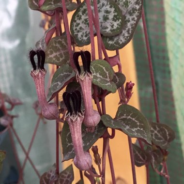 Ceropegia linearis subsp. Woodii