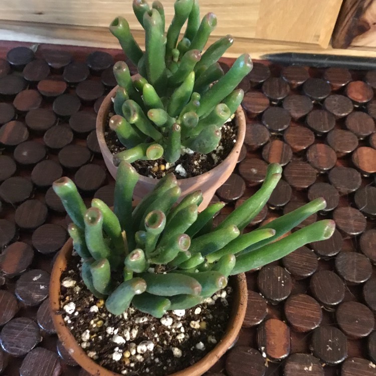 Plant image Crassula Ovata 'Gollum'