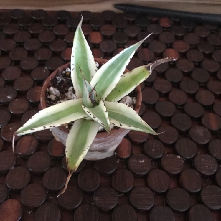 Plant image Agave Xylonacantha Frostbite