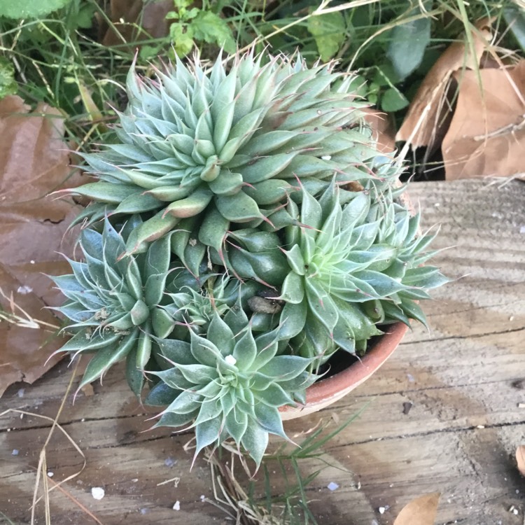 Plant image Graptopetalum Filiferum