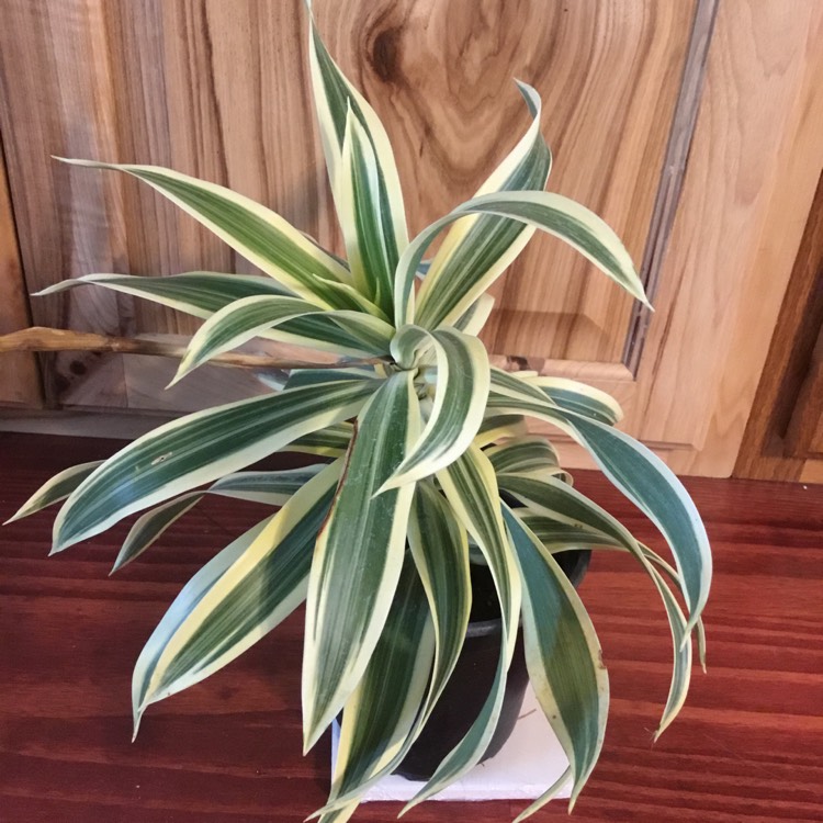 Plant image Dracaena Reflexa 'Variegata'