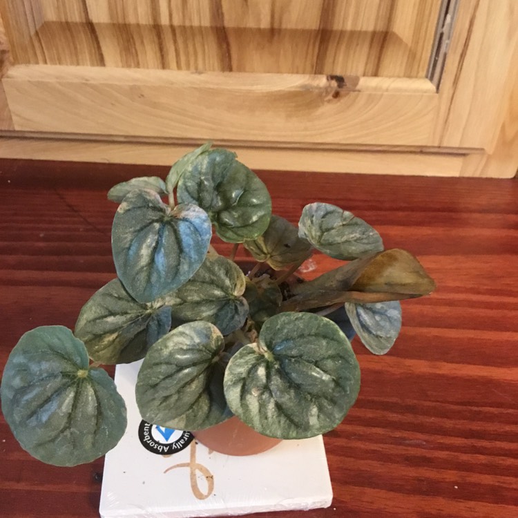 Plant image Peperomia Caperata Pink Lady