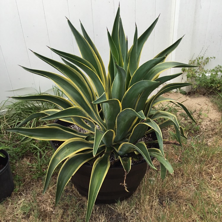 plant image 1574576