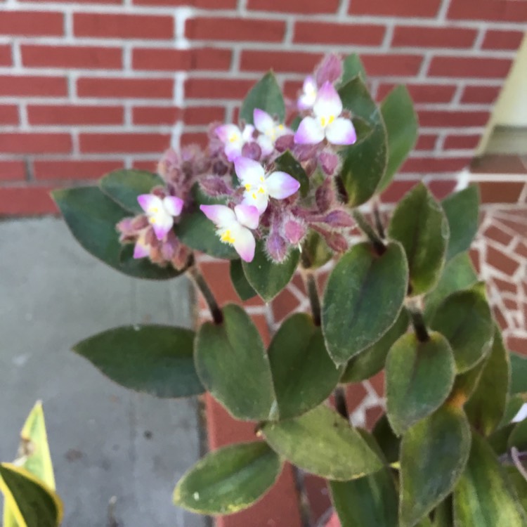 Plant image Tradescantia cerinthoides syn. Tradescantia blossfeldiana, Tradescantia 'Red Hill'