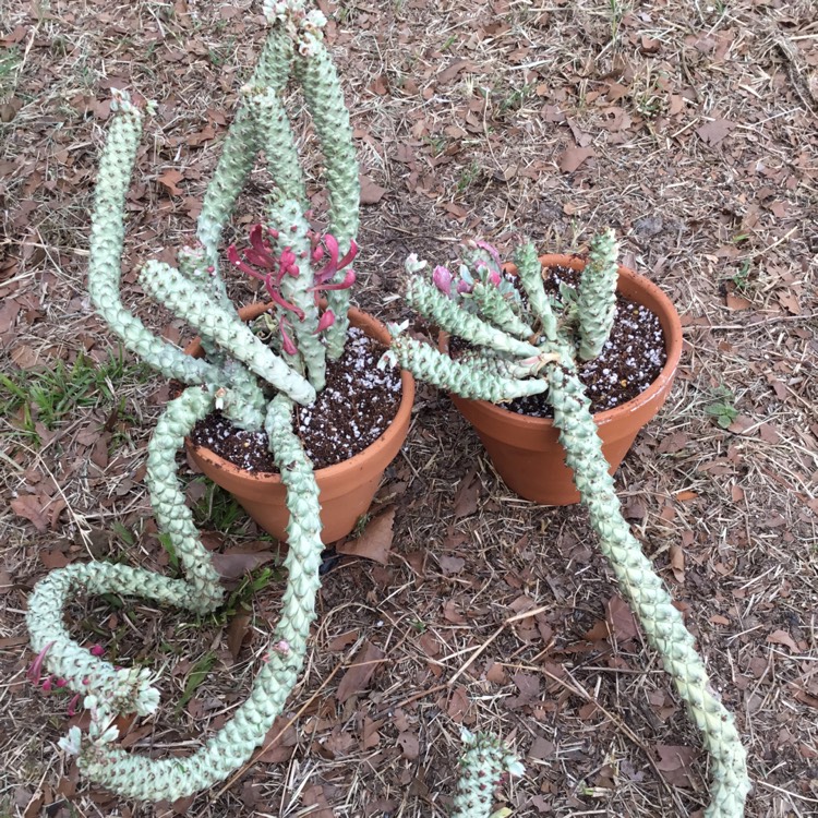 Plant image Euphorbia neostapelioides f. Variegata syn. Monadenium Stapeliodes f. Variegata