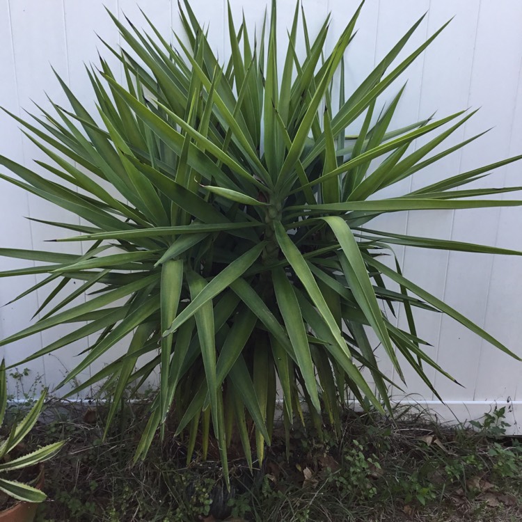 Plant image Yucca elephantipes