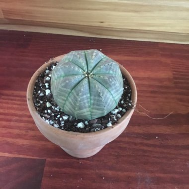 Euphorbia Obesa