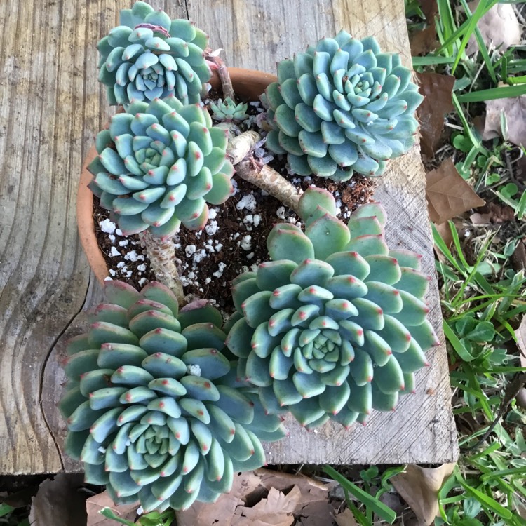 Plant image Echeveria Galaxy Blue