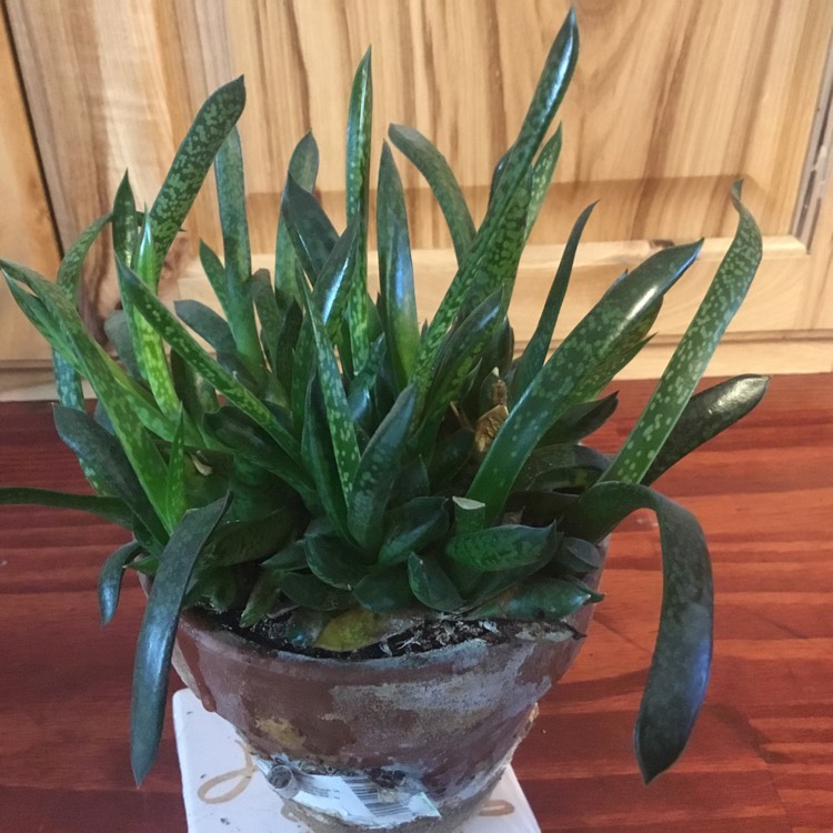 Plant image Gasteria Liliputana