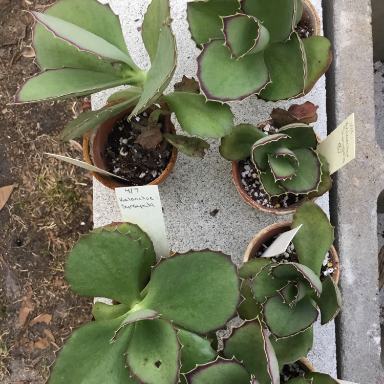 Plant image Kalanchoe Synsepala