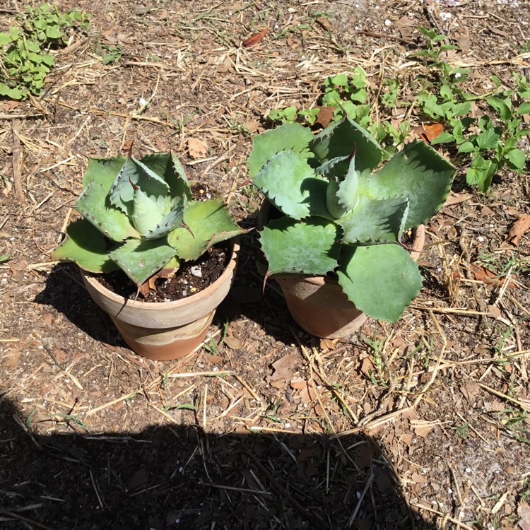 Plant image Agave parryi var. 'Truncata'