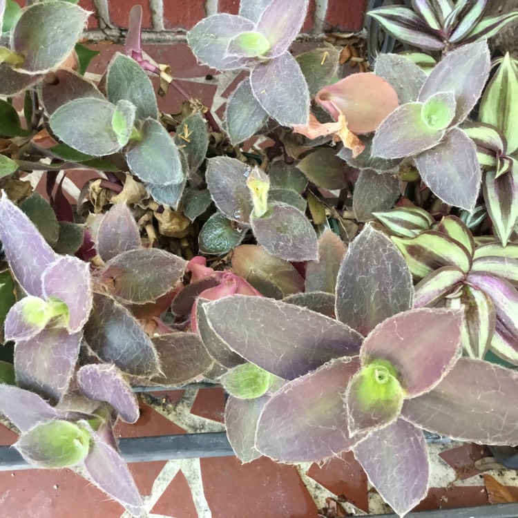 plant image 1587499