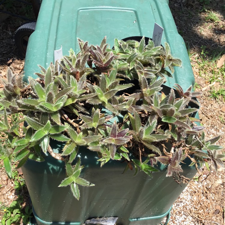 Plant image Cyanotis somaliensis syn. Tradescantia somaliensis