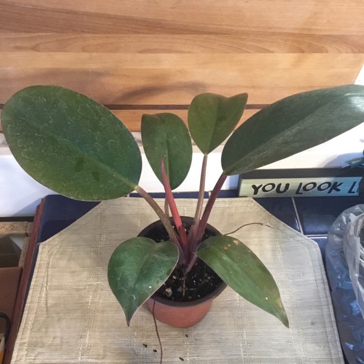 Plant image Philodendron 'Black Cardinal' syn. Philodendron erubescens 'Black Cardinal'