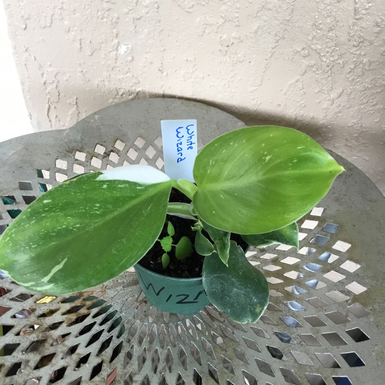 Plant image Philodendron White Wizard 