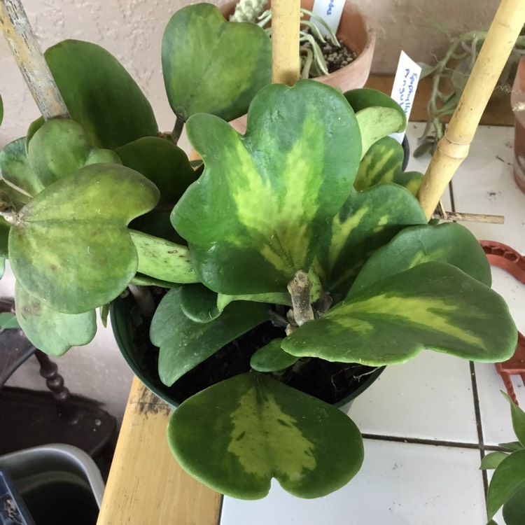 Plant image Hoya Kerrii Reverse Variegated