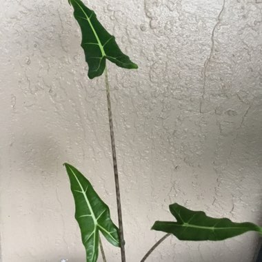 Alocasia Zebrina