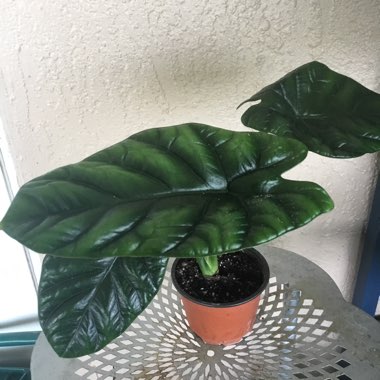 Alocasia Sinuata