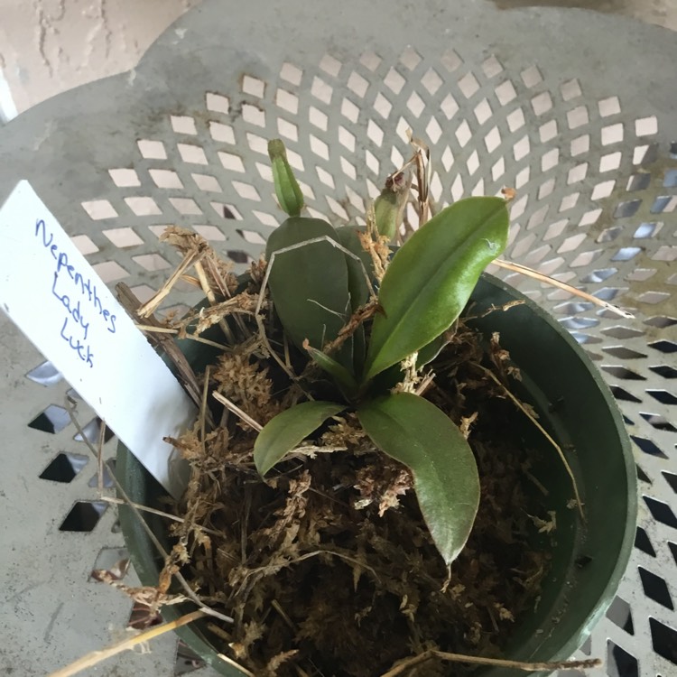 Plant image Nepenthes ventricosa x ampullaria 'Lady Luck'