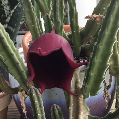 Stapelia Leendertziae