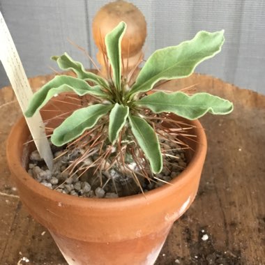 Pachypodium namaquanum