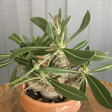 Pachypodium Horombense